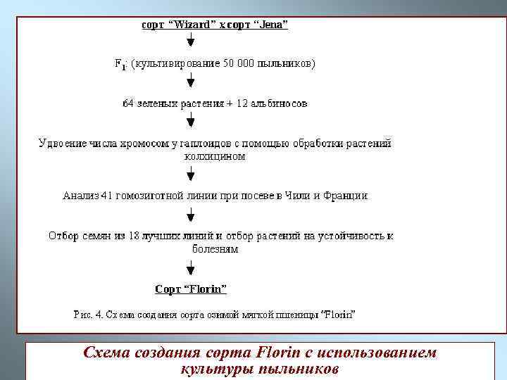 Схема создания сорта Florin с использованием культуры пыльников 