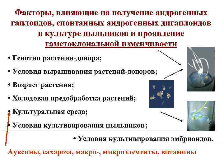 Факторы, влияющие на получение андрогенных гаплоидов, спонтанных андрогенных дигаплоидов в культуре пыльников и проявление