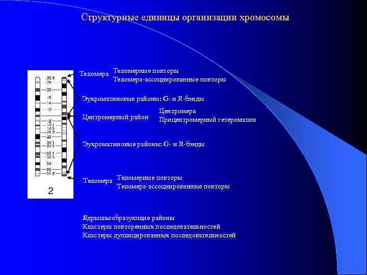 Структурные единицы организации хромосомы Теломера Теломерные повторы Теломера-ассоциированные повторы Эухроматиновые районы: G- и R-бэнды