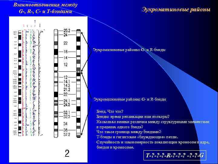 Взаимоотношения между G-, R-, C- и Т-бэндами Эухроматиновые районы: G- и R-бэнды Бэнд. Что