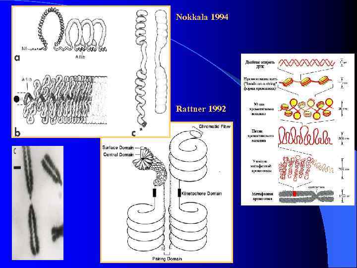 Nokkala 1994 Rattner 1992 
