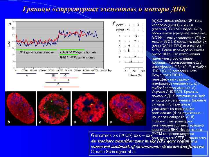 Границы «структурных элементов» и изохоры ДНК (a) GC состав района NF 1 гена человека