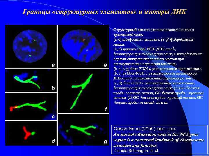 Границы «структурных элементов» и изохоры ДНК Структурный анализ репликационной вилки в транзитной зоне. (a-d)