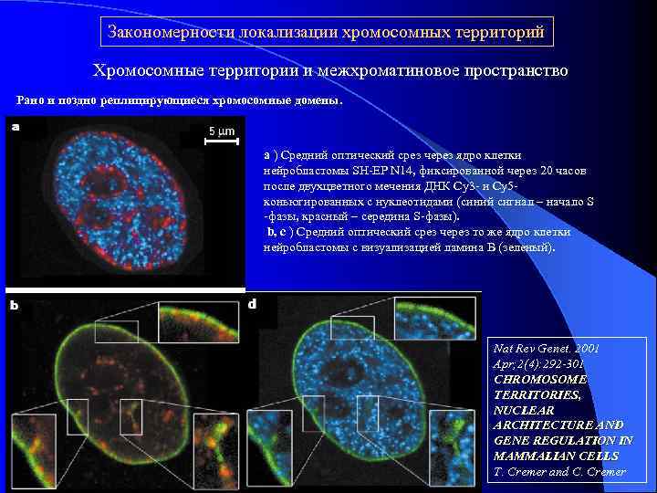 Закономерности локализации хромосомных территорий Хромосомные территории и межхроматиновое пространство Рано и поздно реплицирующиеся хромосомные