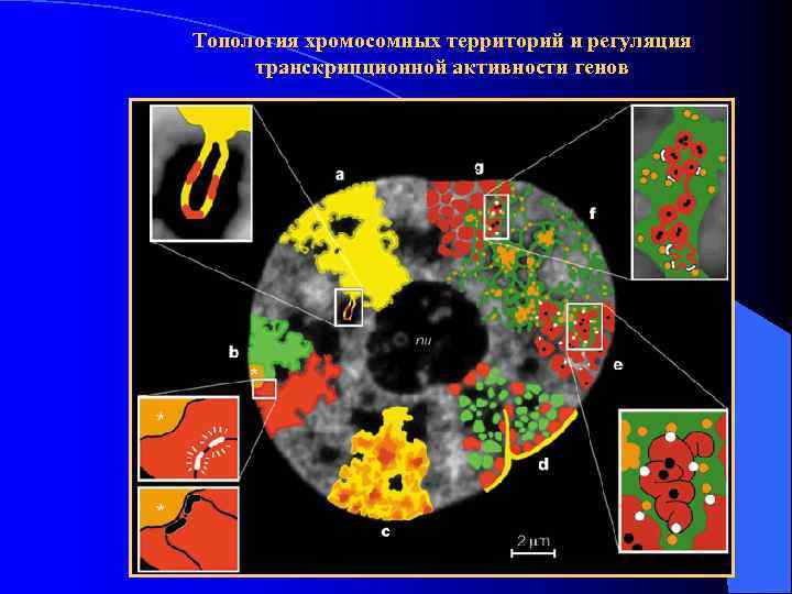 Топология хромосомных территорий и регуляция транскрипционной активности генов 