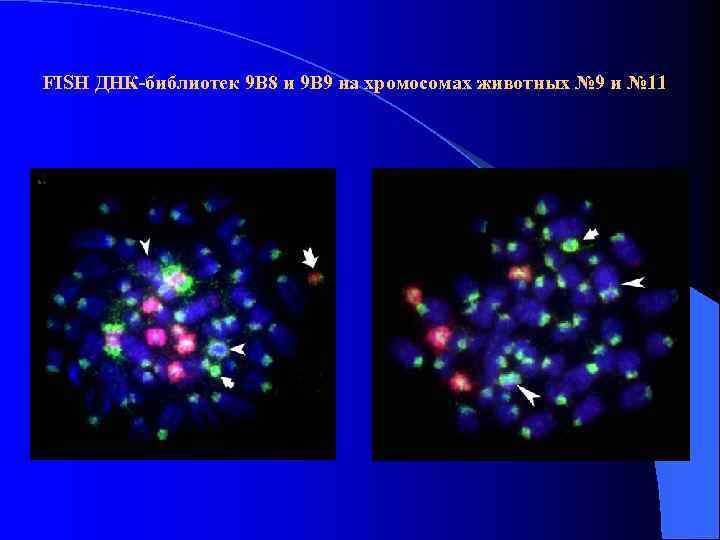 FISH ДНК-библиотек 9 В 8 и 9 В 9 на хромосомах животных № 9