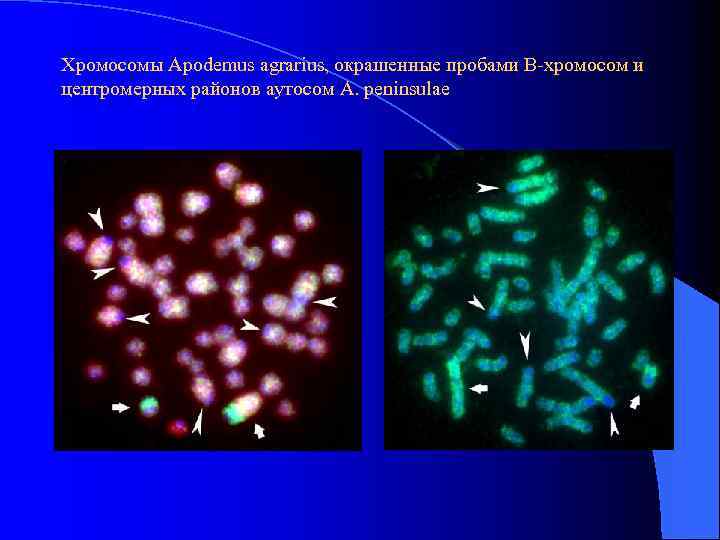 Хромосомы Apodemus agrarius, окрашенные пробами В-хромосом и центромерных районов аутосом A. peninsulae 