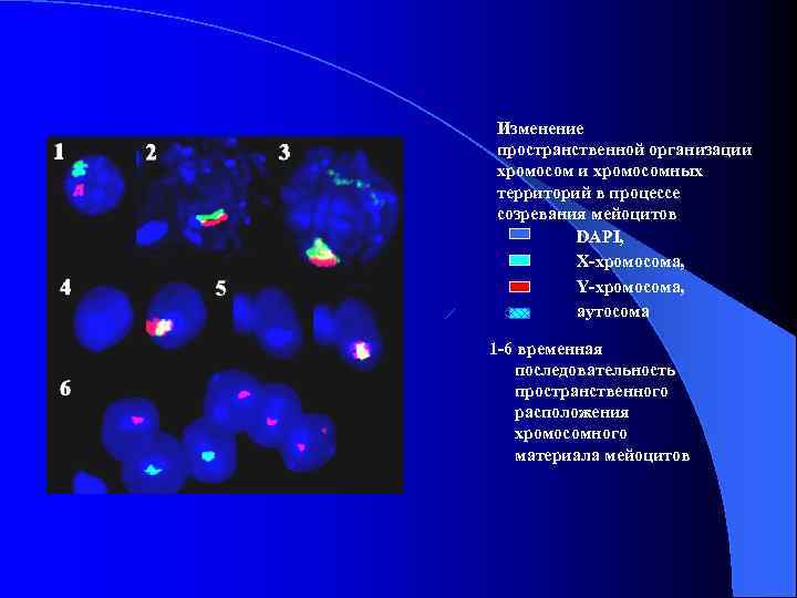 Изменение пространственной организации хромосомных территорий в процессе созревания мейоцитов DAPI, Х-хромосома, Y-хромосома, аутосома 1