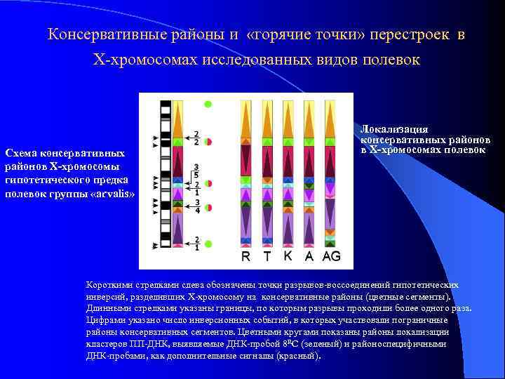 Консервативные районы и «горячие точки» перестроек в Х-хромосомах исследованных видов полевок Схема консервативных районов