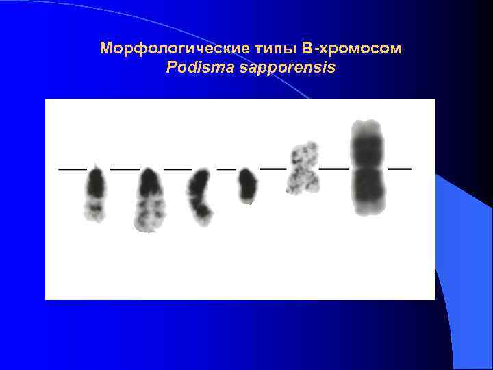 Морфологические типы В-хромосом Podisma sapporensis 