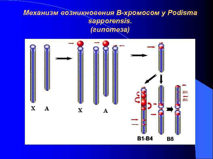 Механизм возникновения В-хромосом у Podisma sapporensis. (гипотеза) 