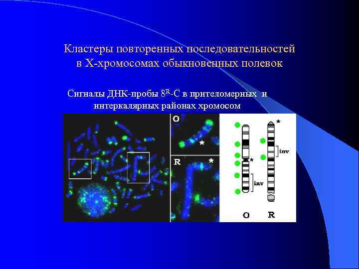 Кластеры повторенных последовательностей в Х-хромосомах обыкновенных полевок Сигналы ДНК-пробы 8 R-С в прителомерных и