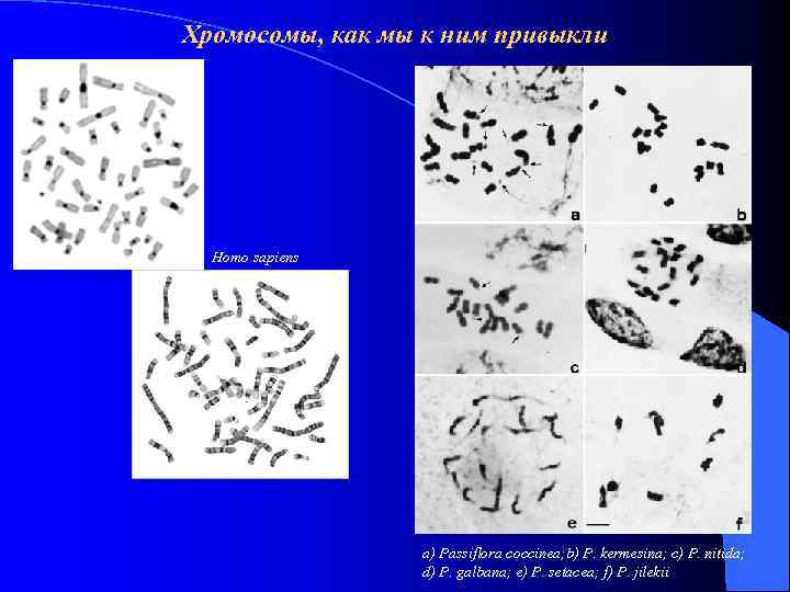 Хромосомы, как мы к ним привыкли Homo sapiens a) Passiflora coccinea; b) P. kermesina;