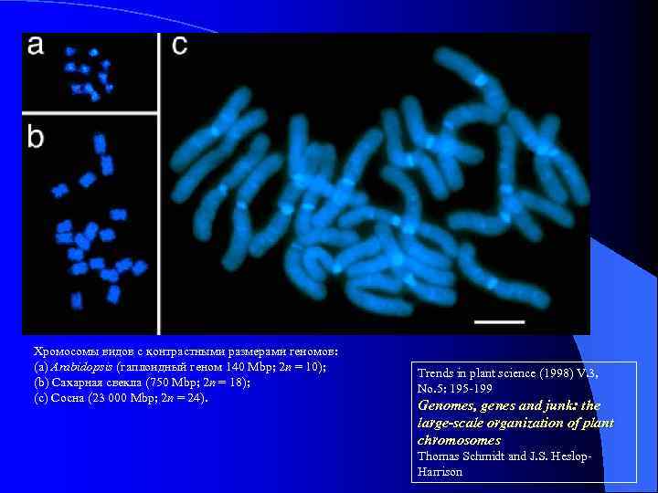 Хромосомы видов с контрастными размерами геномов: (a) Arabidopsis (гаплоидный геном 140 Mbp; 2 n