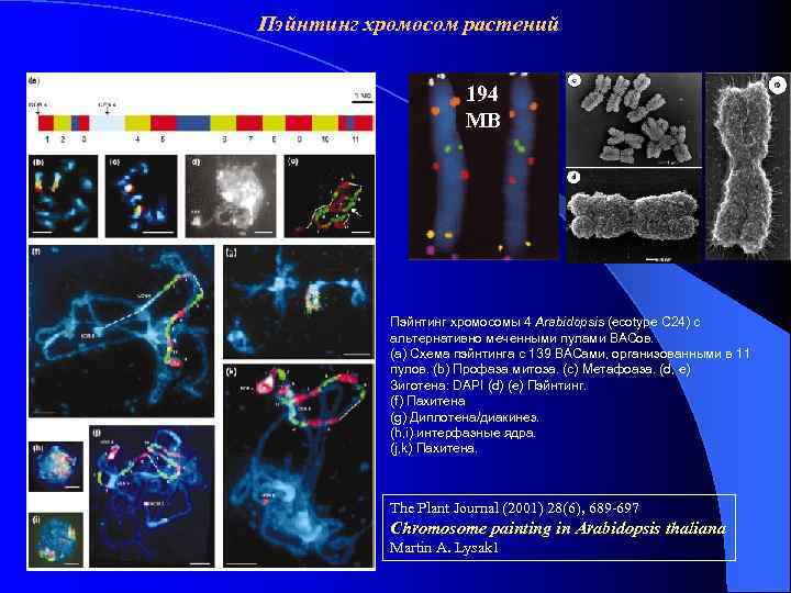 Пэйнтинг хромосом растений 194 MB Пэйнтинг хромосомы 4 Arabidopsis (ecotype C 24) с альтернативно