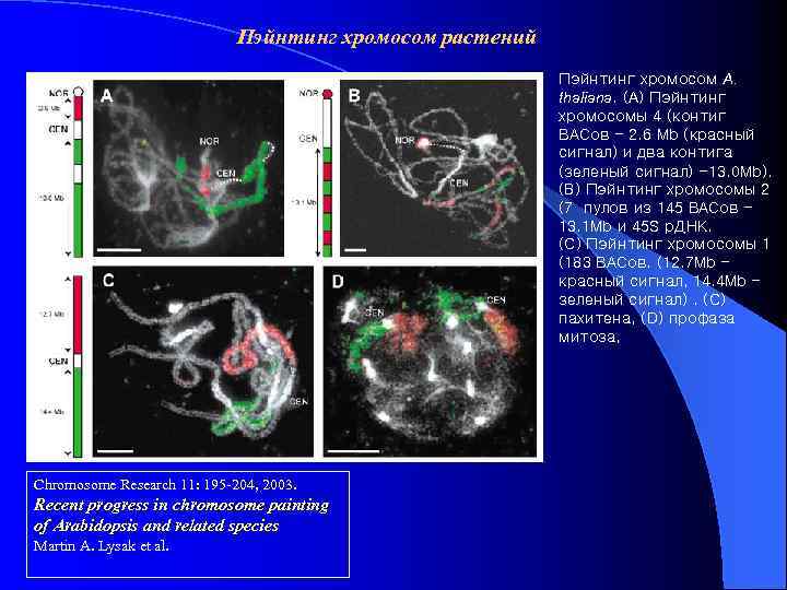 Пэйнтинг хромосом растений Пэйнтинг хромосом A. thaliana. (A) Пэйнтинг хромосомы 4 (контиг BACов -