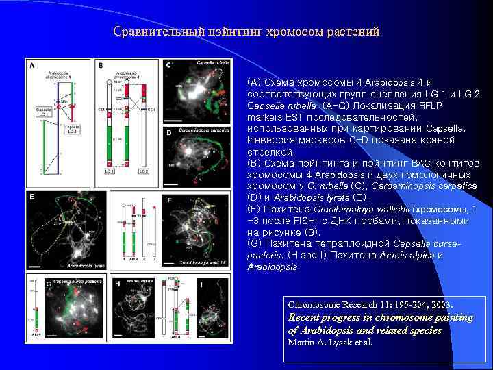 Сравнительный пэйнтинг хромосом растений (A) Схема хромосомы 4 Arabidopsis 4 и соответствующих групп сцепления