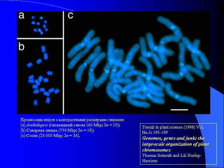 Хромосомы видов с контрастными размерами геномов: (a) Arabidopsis (гаплоидный геном 140 Mbp; 2 n