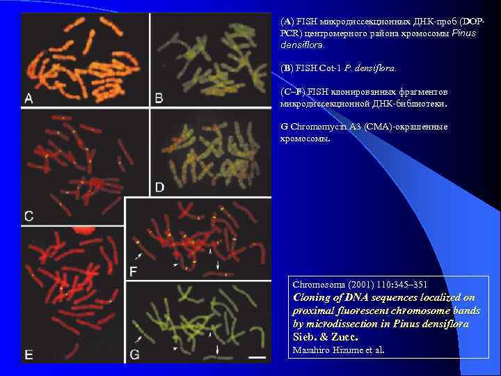 (A) FISH микродиссекционных ДНК-проб (DOPPCR) центромерного района хромосомы Pinus densiflora. (B) FISH Cot-1 P.