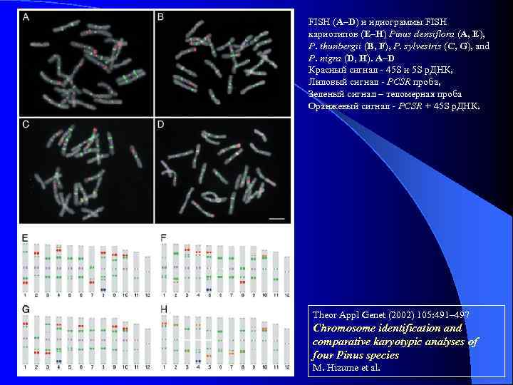 FISH (A–D) и идиограммы FISH кариотипов (E–H) Pinus densiflora (A, E), P. thunbergii (B,