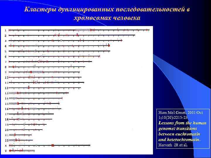 Кластеры дуплицированных последовательностей в хромосомах человека Hum Mol Genet. 2001 Oct 1; 10(20): 2215