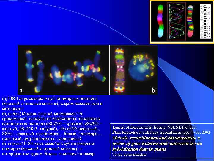 (а) FISH двух семейств субтеломерных повторов (красный и зеленый сигналы) с хромосомами ржи в