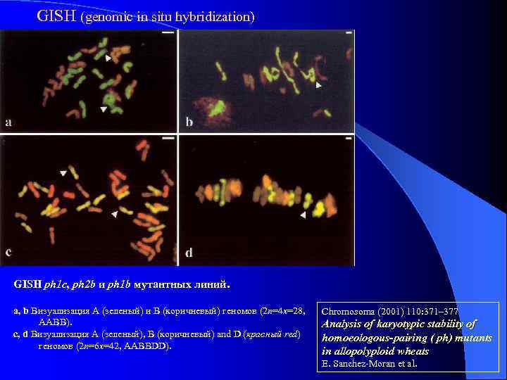 GISH (genomic in situ hybridization) GISH ph 1 c, ph 2 b и ph