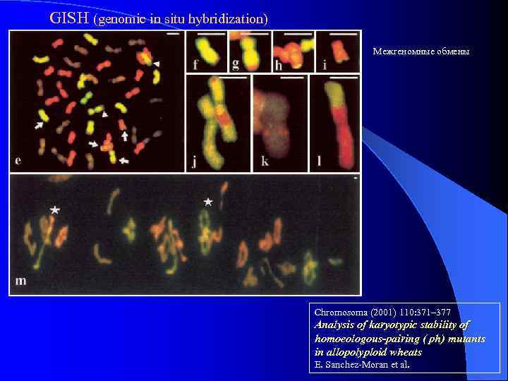 GISH (genomic in situ hybridization) Межгеномные обмены Chromosoma (2001) 110: 371– 377 Analysis of