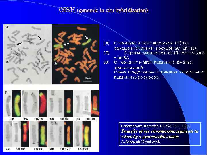 GISH (genomic in situ hybridization) (A) (B) C-бэндинг и GISH дисомной 1 R(1 B)