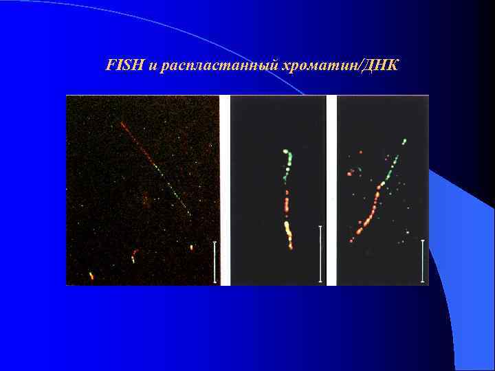 FISH и распластанный хроматин/ДНК 