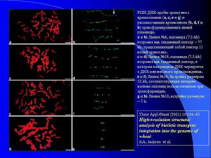 FISH ДНК-пробы трансгена с хромосомами (a, c, e и g) и распластанным хроматином (b,