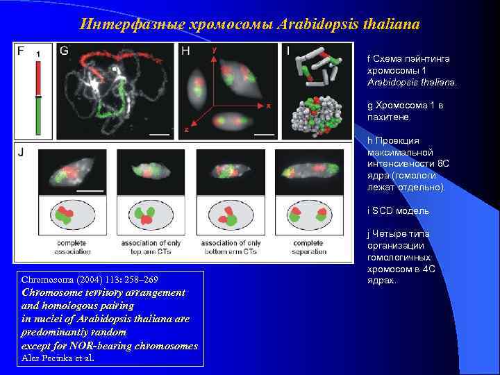 Интерфазные хромосомы Arabidopsis thaliana f Схема пэйнтинга хромосомы 1 Arabidopsis thaliana. g Хромосома 1