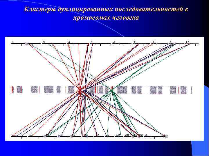 Кластеры дуплицированных последовательностей в хромосомах человека 