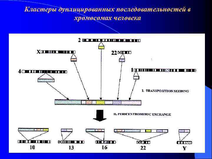 Кластеры дуплицированных последовательностей в хромосомах человека 