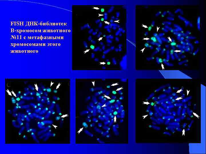 FISH ДНК-библиотек В-хромосом животного № 11 с метафазными хромосомами этого животного 