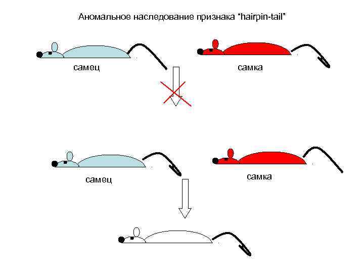 Аномальное наследование признака “hairpin-tail” самец самка 