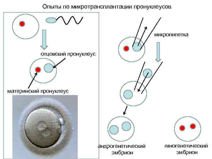 Опыты по микротрансплантации пронуклеусов микропипетка отцовский пронуклеус материнский пронуклеус андрогенетический эмбрион гиногенетический эмбрион 