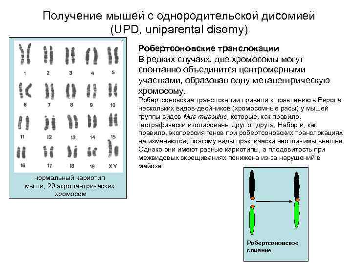 Получение мышей с однородительской дисомией (UPD, uniparental disomy) Робертсоновские транслокации В редких случаях, две