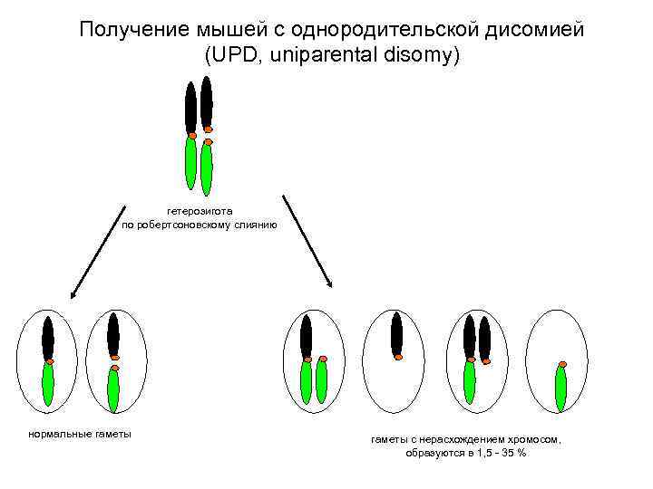 Получение мышей с однородительской дисомией (UPD, uniparental disomy) гетерозигота по робертсоновскому слиянию нормальные гаметы