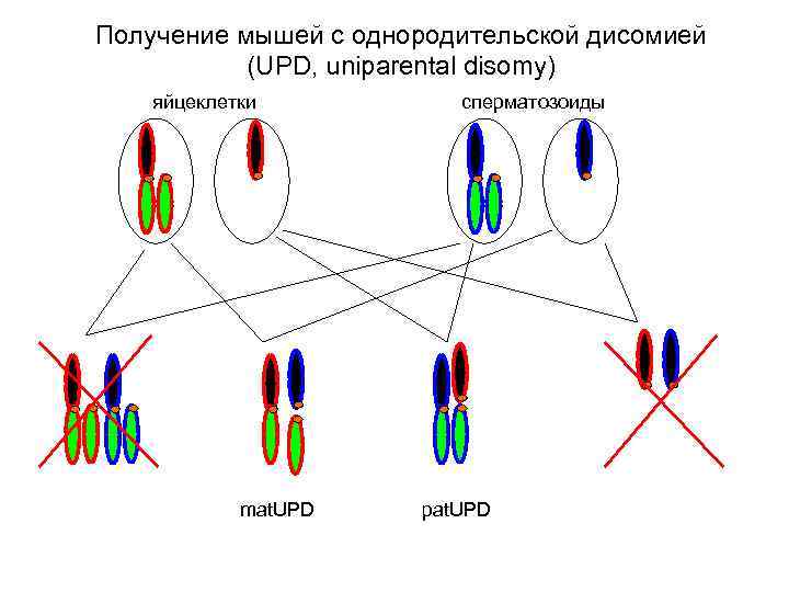 Получение мышей с однородительской дисомией (UPD, uniparental disomy) яйцеклетки mat. UPD сперматозоиды pat. UPD