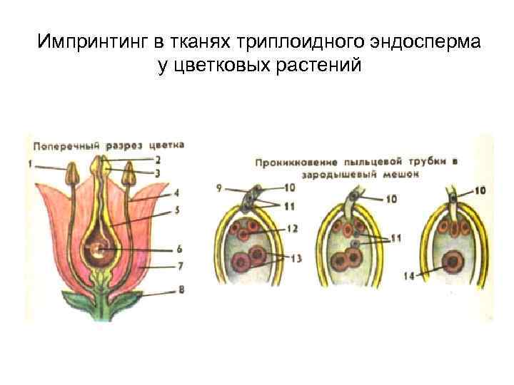 Импринтинг в тканях триплоидного эндосперма у цветковых растений 