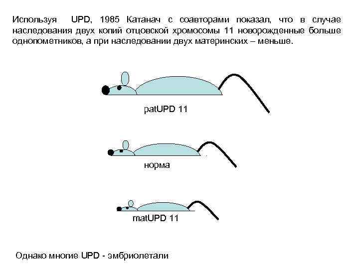 Используя UPD, 1985 Катанач с соавторами показал, что в случае наследования двух копий отцовской