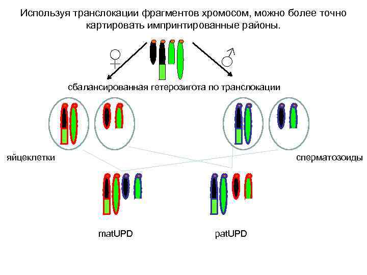 Используя транслокации фрагментов хромосом, можно более точно картировать импринтированные районы. ♀ ♂ сбалансированная гетерозигота