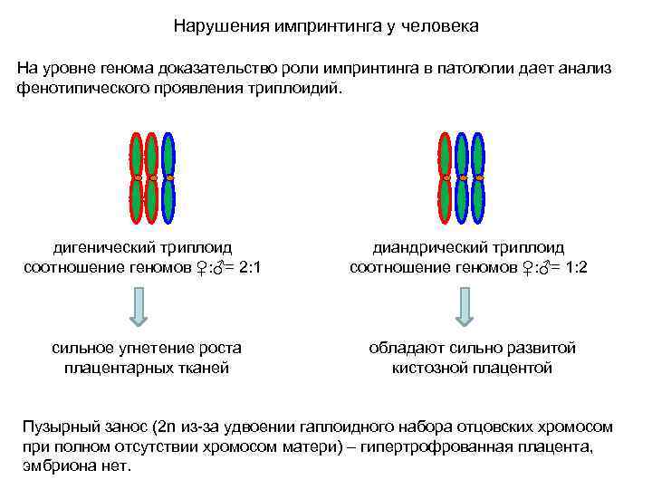 Нарушения импринтинга у человека На уровне генома доказательство роли импринтинга в патологии дает анализ