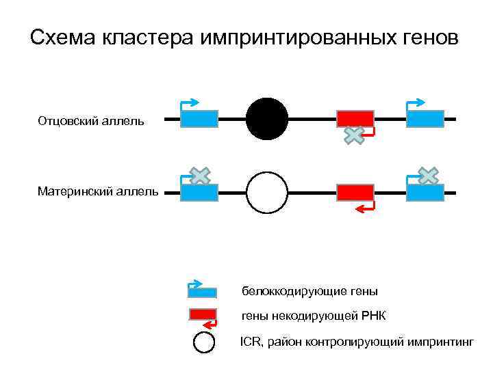 Схема кластера импринтированных генов Отцовский аллель Материнский аллель белоккодирующие гены некодирующей РНК ICR, район