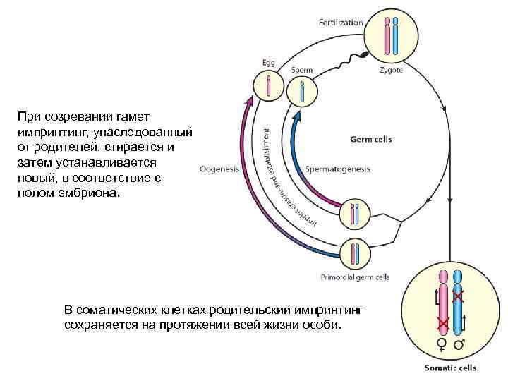 При созревании гамет импринтинг, унаследованный от родителей, стирается и затем устанавливается новый, в соответствие