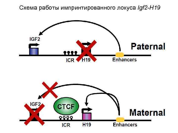 Схема работы импринтированного локуса Igf 2 -H 19 