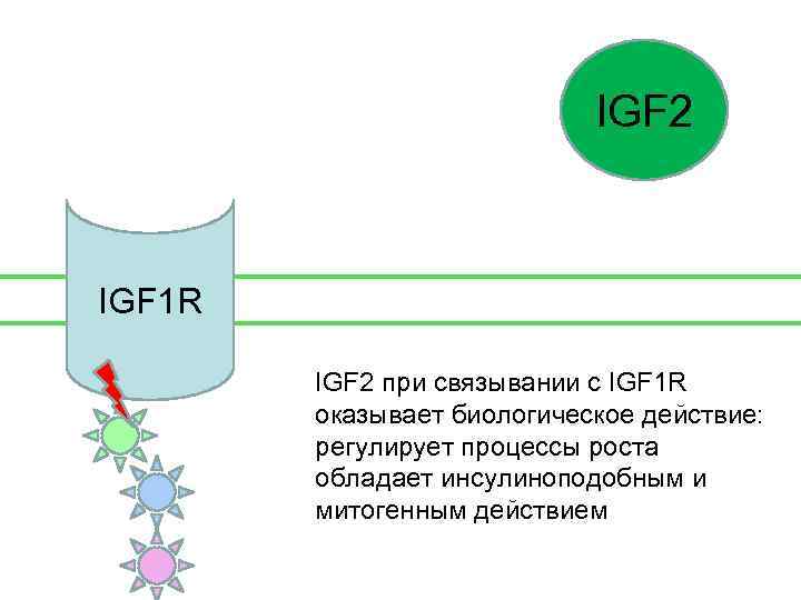 IGF 2 IGF 1 R IGF 2 при связывании с IGF 1 R оказывает