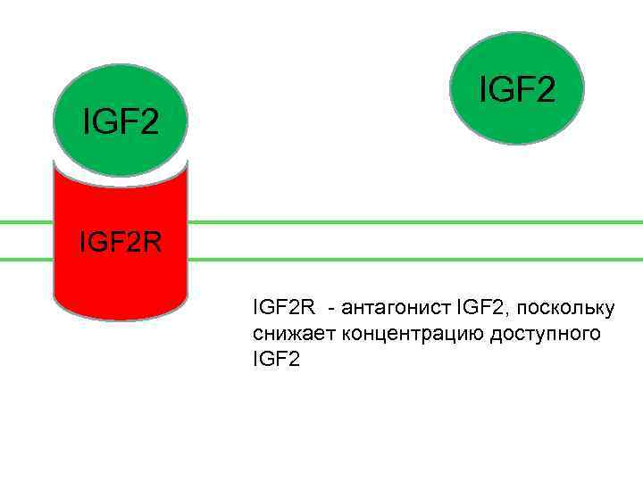 IGF 2 R - антагонист IGF 2, поскольку снижает концентрацию доступного IGF 2 