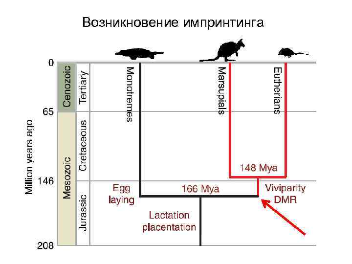 Возникновение импринтинга 